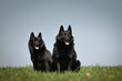 Two dogs of schipperke are sitting in grass. Summer day in nature with dogs. walk with dog