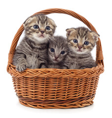 Poster - Three kittens in a basket.