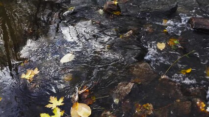 Canvas Print - Dry autumn leaves flow down the stream. Nature seasonal footage