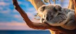 Cute Koala sleeping in the tree. Visual concept for Australia day