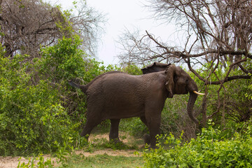 large African elephant tramples mud. Reserve in Tanzania