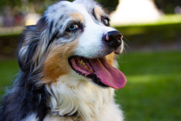 Wall Mural - Portrait of a big happy Australian shepherd dog with a sly look in summer park. Long-haired white and black canine animal. domestic pet with blue eyes and toungue out is smiling looking in camera.