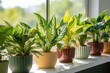A collection of potted Aglaonema plants adorning a sunny windowsill, diverse leaf patterns enhancing the indoor decor, demonstrating the decorative appeal and air-purifying qualities of home plants.