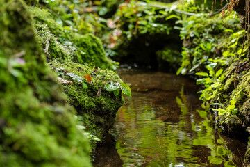 Green lush foliage moss and fern in reshness plant garde, rainforest.