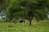 Fototapeta Sawanna - pair of Ostriches standing close to each other