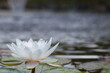 A white water lily seen close up