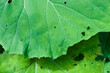Large green leaves close up