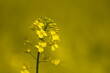 Isolated yellow rapeseed flowers