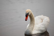A threatening swan swimming on a calm surface of water