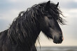 Portrait of black Fresian horse with curly mane