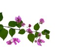 Fototapeta Tulipany - A bouquet of sweet pink Bougainvillea  flower blossom with green leaves on white isolated background