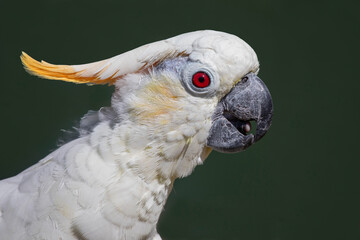 Poster - A side profile portrait of a citron crested cockatoo, Cacatua sulphurea citrinocristata. It shows mainly the head with the yellow crest and the beak