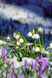 Fototapeta Na drzwi - spring crocus flowers