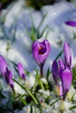 Fototapeta Na drzwi - purple crocus flower