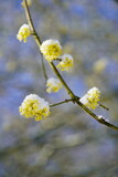 Fototapeta Sawanna - blooming tree