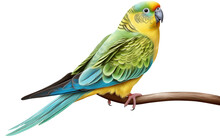 Blue, Green And Yellow Parakeet, Budgie Perched On Branch. Budgerigar Bird Isolated On Transparent Background, 