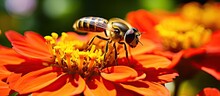 A Stylish Hoverfly Insect In Oxford United Kingdom Hovers Over A Vibrant And Elegant Zinnia Flower Resembling The Color Of Bright Red Orange Marmalade