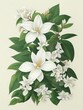 jasmine flowers on a branch with leaves