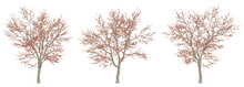 3d Spring Tree Bombax Ceiba On Transparent Background