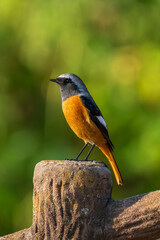 Wall Mural - Male Daurian Redstart perching on the tree trunk.