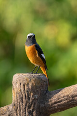 Wall Mural - Male Daurian Redstart perching on the tree trunk.