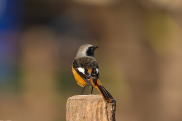 Wall Mural - Male Daurian Redstart perching on the tree trunk.