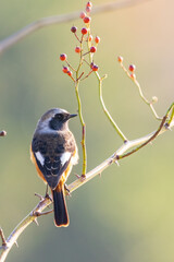 Wall Mural - Male Daurian Redstart perching on the tree branch with colorful nuts.