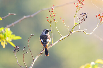 Wall Mural - Male Daurian Redstart perching on the tree branch with colorful nuts.
