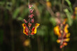 Hängende Orchidee rot, orange, gelb