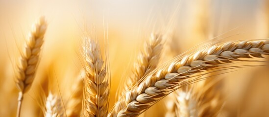 Wall Mural - Selective focus on a blurry backdrop capturing a detailed shot of barley ears in close up