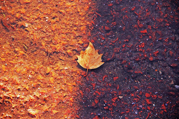 Wall Mural - autumn leaves on the ground