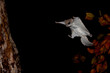© Stan - Southern Flying Squirrel gliding at night in autumn, taken under controlled conditions