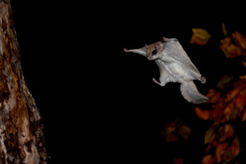 Wall Mural - Southern Flying Squirrel gliding at night in autumn, taken under controlled conditions