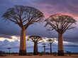  baobab tree ,madagascar