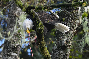 Wall Mural - An American bald eagle dines on salmon while perched in a tree in Sitka National Historical Park, Alaska.