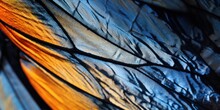 Close Up Butterfly Wing Blue And Orange Colors, Generative AI