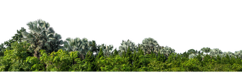 Aufkleber - Green Trees on transparent background. are Forest and foliage in summer for both printing and web pages with cut path and alpha channel