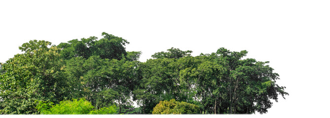 Aufkleber - Green Trees on transparent background. are Forest and foliage in summer for both printing and web pages with cut path and alpha channel