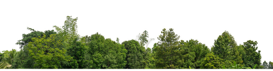 Wall Mural - Green Trees on transparent background. are Forest and foliage in summer for both printing and web pages with cut path and alpha channel..
