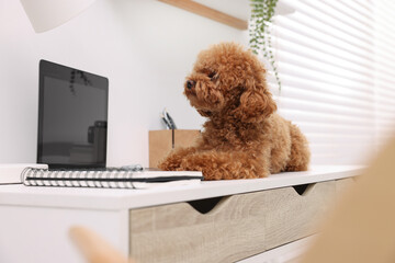 Cute Maltipoo dog on desk near laptop at home