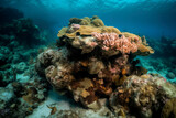 Fototapeta Do akwarium - Beautiful coral under the sea, Generative AI	
