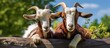 A close up outdoor photo captures two goats unwinding in a zoo enclosure after being fed