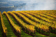 Looking over lines of golden rows of vines split by green grass, evening light warming the fall colors, in an Oregon vineyard.