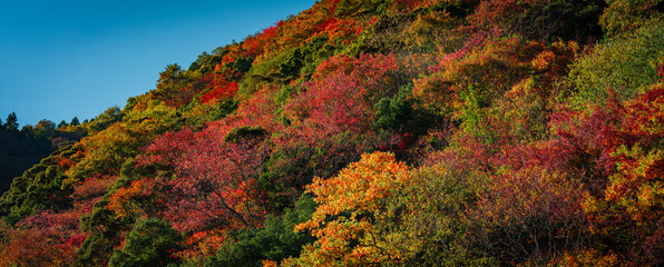 Wall Mural - beautiful landscape of red maple leaves in a forest in autumn or fall, travel or outdoor