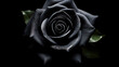 一輪の瑞々しい黒い薔薇