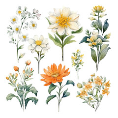  Watercolor Summer Flowers: Bright Floral Elements for Modern Illustrations and Graphics
