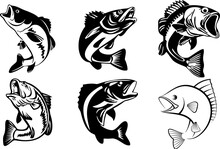 Cartoon Salmon Fish Set For Fishing Sports Or Seafood Marketing Poster Or Banner. High Resolution Illustration In Monochrome Style On White Background.