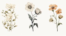 Vintage Artwork And Retro Graphic Design Set Of Botanical Illustrations Of Flowers Or Floral Plants