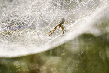 Garden spider (Araneus diadematus) - a species of spider from the Araneidae family. The name comes from the characteristic white cross on the abdomen. close-up photography