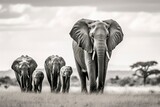 Fototapeta  - Elephants in the savannah. A herd of elephants in a National Nature Reserve